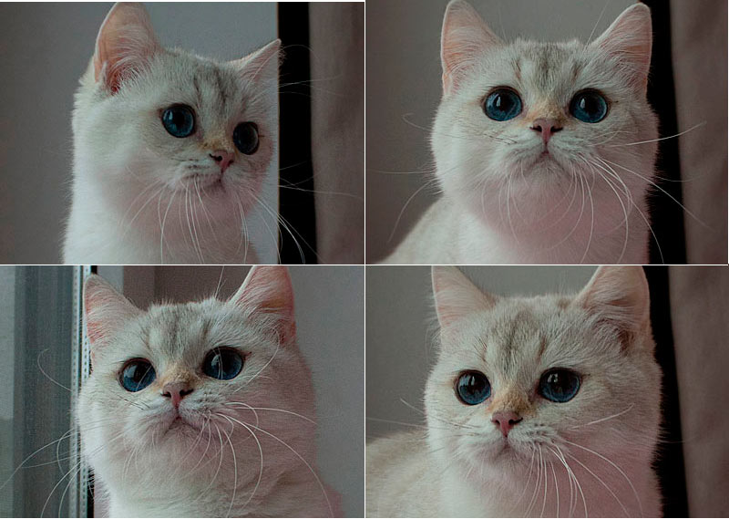 Risha An Marion золотая шиншилла пойнт кошка с синими глазами в питомнике кошек в Москве