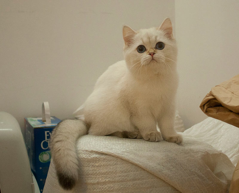 Risha An Marion золотая шиншилла пойнт в питомнике кошек в Москве