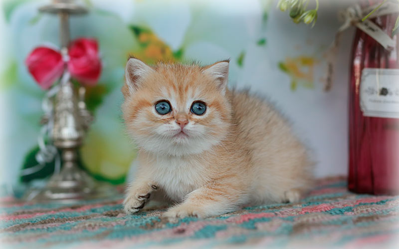 Британский котенок в питомнике кошек Москвы