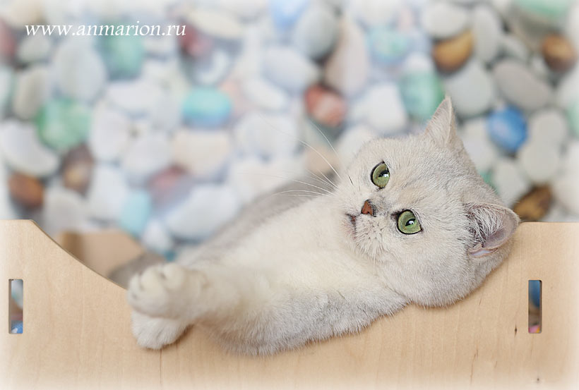 Британская кошка голубое золото купить в питомнике кошек Москвы