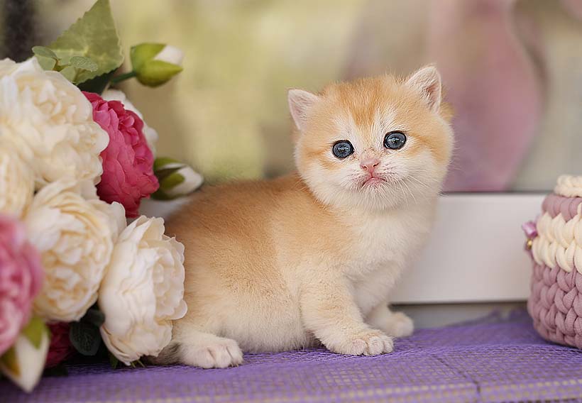 Британский котенок голубое золото купить в питомнике кошек Москвы