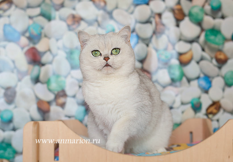 Британская кошка голубое золото купить в питомнике кошек Москвы