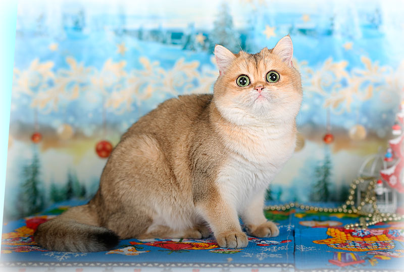 золотая кошка британской шиншиллы в нашем Московском питомнике кошек