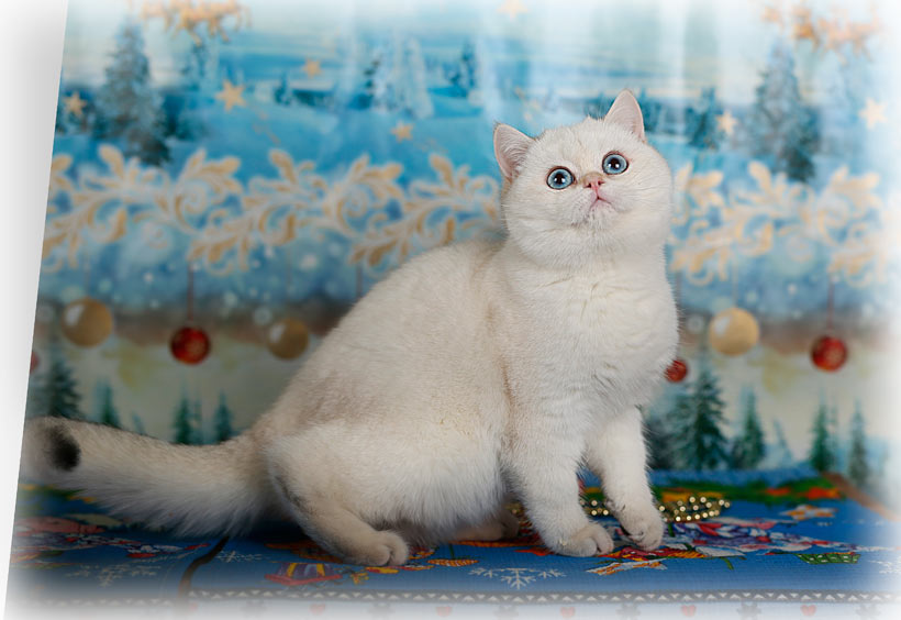 Британский котенок голубая золотая шиншилла  купить в питомнике