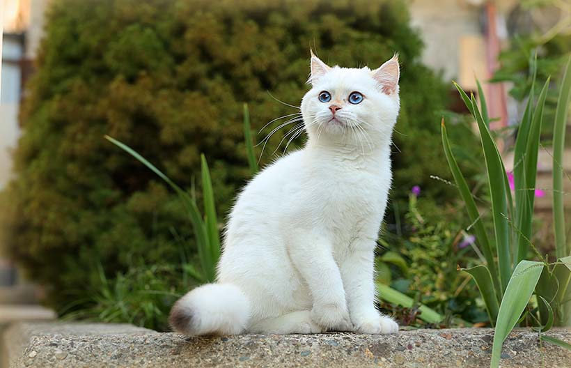 купить котенка британской шиншиллы