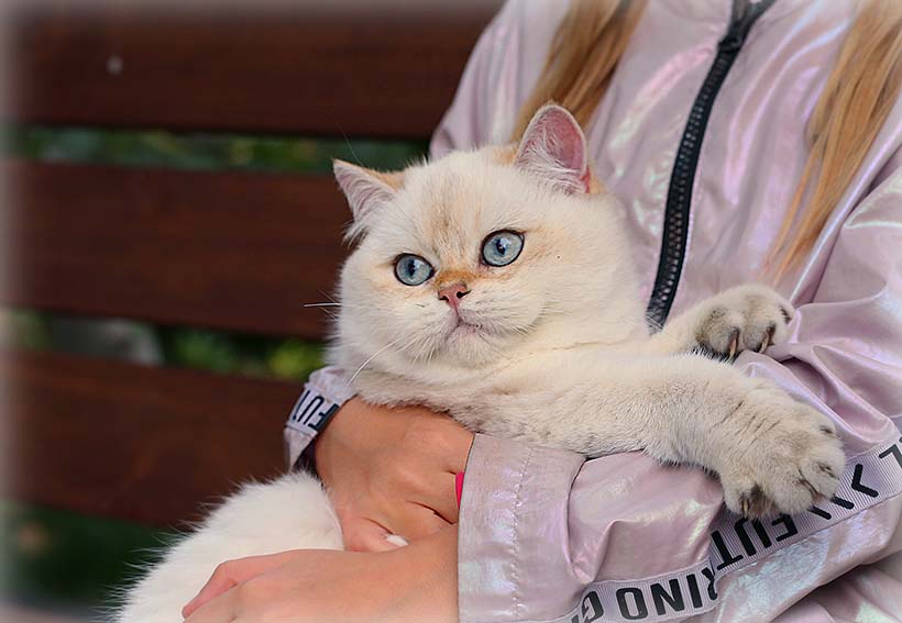 Британский котенок в питомнике кошек Москвы
