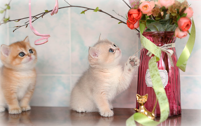 Голубая золотая шиншилла  в питомнике кошек в Москве