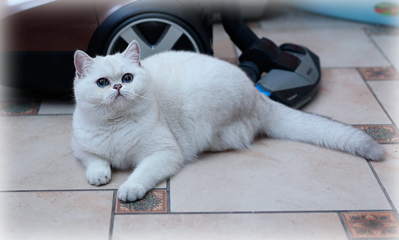 британская кошка обладательница синих глаз и окраса шиншилла пойнт