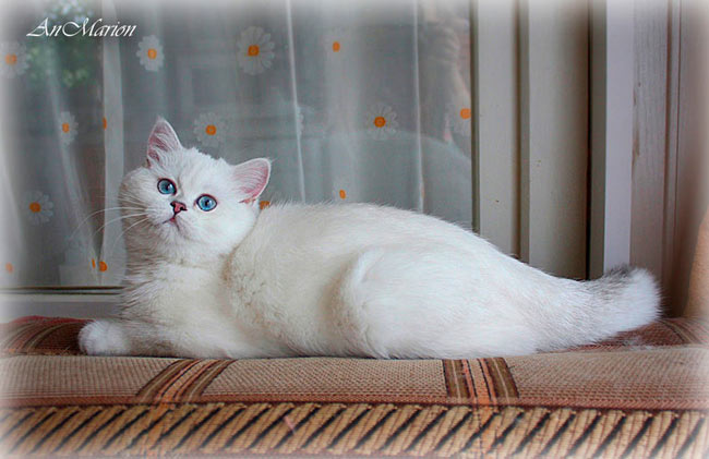 фото An Marion Discovery британская кошка шиншилла пойнт в питомнике кошек