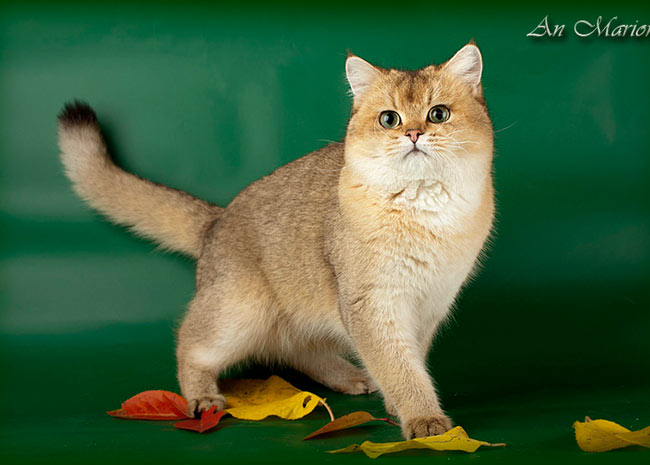 Илиан британский кот золотой шиншиллы имеет очень гармоничную мордаху, зеленые глаза, небольшие ушки, широкий нос в четкой обводке