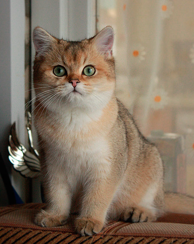Британский котенок Илиан золотая шиншилла в Московском питомнике кошек An Marion, возраст 4 месяца