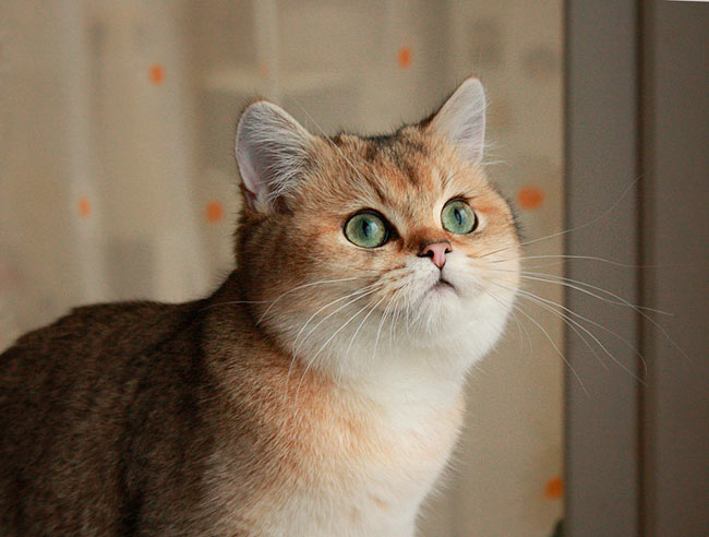 Британский кот золотой шиншиллы Илиан из Московского питомника кошек
