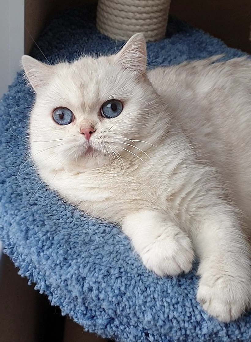 Британский котенок голубое золото купить в питомнике кошек Москвы