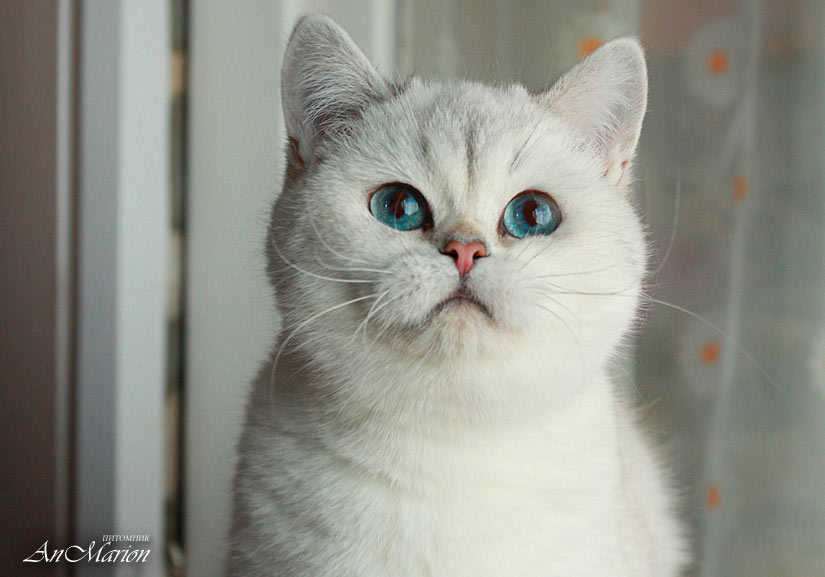 Кошка британской шиншиллы пойнт Нора в питомнике кошек Щелковского района и  Москвы