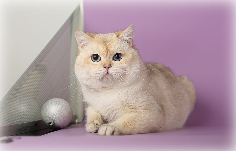 обладатель огромных синих глаз и окраса шиншилла пойнт, как известный многим почитателям Интернета кот Кобби