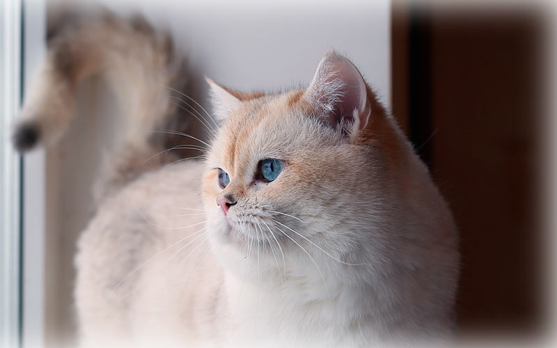 обладатель огромных синих глаз и окраса шиншилла пойнт, как известный многим почитателям Интернета кот Кобби