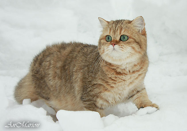 Британская золотая кошка Тринити из Москвовского питомника британских  шиншилл