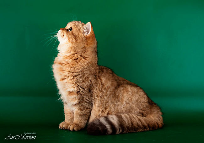 Золотая британская кошка Тринити  имеет шикарный профиль - хорошо наполненный лоб, короткий нос