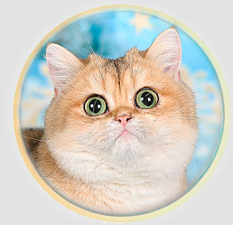 кошка британские шиншиллы серебристого окраса из Москвы 