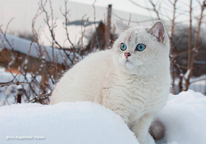 Британская кошка шиншилла пойнт Venice Jewel Sapphire из Московского  питомника