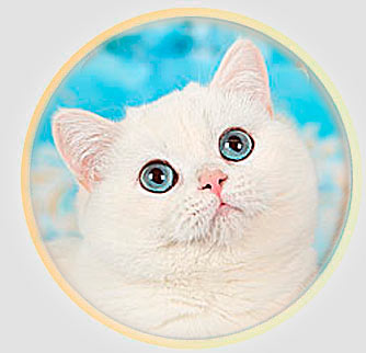 кошка британские шиншиллы серебристого окраса из Москвы An Marion Liza