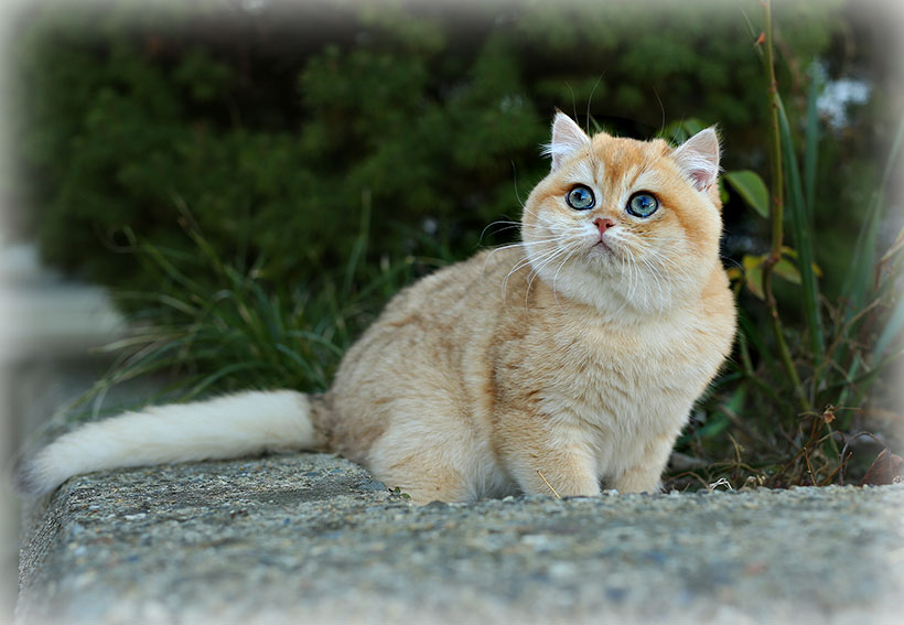 Британский котенок в питомнике кошек Москвы